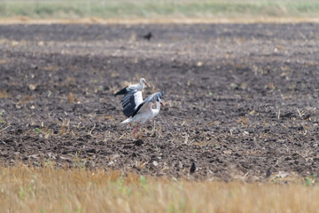 Ciconia ciconia walks through a plowed field.
