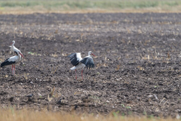 Ciconia ciconia walks through a plowed field.