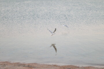 seagulls on the beach