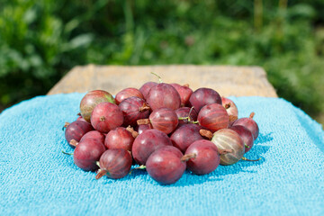 Red gooseberry berries on a blue napkin under the sun on a background of blurred grass.