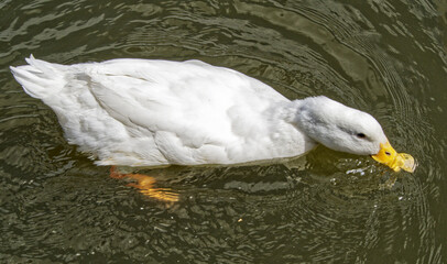 Domestic duck floating in the water of a pond