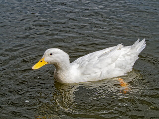 Domestic duck floating in the water of a reservoir