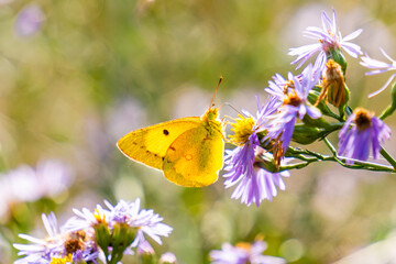 Fiore lilla con una farfalla gialla sopra ad ottobre in Italia. Fuori. Natura. Autunno. Ottobre. 