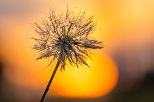 Soffione al tramonto nel mese di ottobre. Fuori. In natura. Ottobre. Dente di leone.