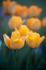Kwiaty żółtych tulipanów, rozmyte zielone tło - obrazy, fototapety, plakaty