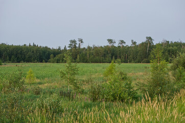 Fototapeta premium Elk Island National Park on a Smoky Summer Evening