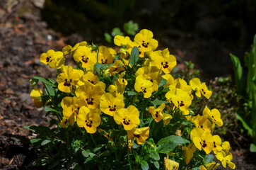 Yellow pansies