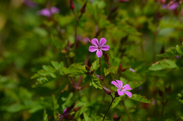 Pink flowers