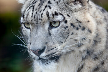 Face of a snow leopard