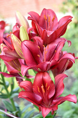 Dark red large lilies in a bouquet in the garden