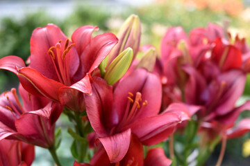 Dark red large lilies in a bouquet in the garden