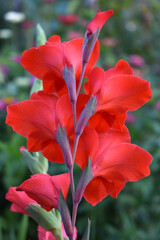 Light pink gladioli on a bush in summe