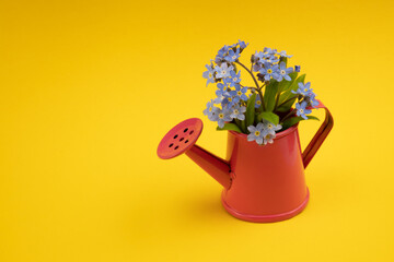 Bucket with early springtime flowers. Concept for greeting card with copy space. Mothers day, easter or valentine day greeting card background.