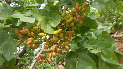 Pistachio growing on branch of pistachio tree
