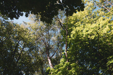 Crowns of tall trees in the park