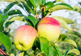 Two juicy ripe apples grow on a branch of an apple tree with green leaves, close-up, evening time