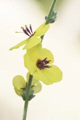 Verbascum sinuatum scallop-leaved mullein deep yellow flowers with hairy purple and orange-yellow stamens on out of focus background