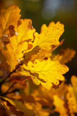 Naklejka na ściany i meble Colourful background of autumn oak tree leaves background close up. Yellow oak leaves autumn background