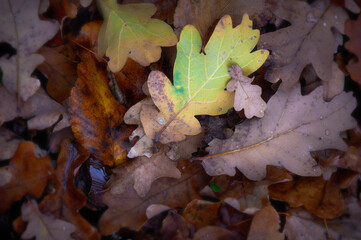 Colourful background of autumn oak tree leaves background close up. Yellow oak leaves autumn background