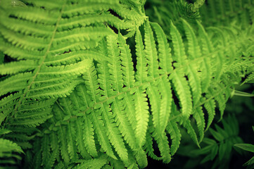 Fototapeta na wymiar Green fern plant leaf in the nature, ferns in the garden. Fresh green foliage on the green backgrounds.