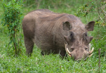 Closeup portrait of wild warthog (Phacochoerus africanus) hunting in grass, Bale Mountains National Park Ethiopia.