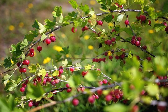 Gooseberries on branch in garden with sunlight