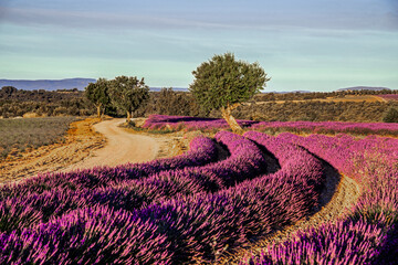 Lavender plants in rows