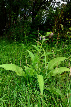 Comfrey // Echter Beinwell (Symphytum officinale)