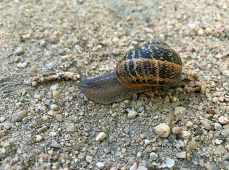 Large shell snail on the sand