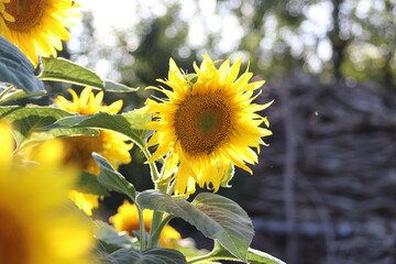 beautiful sunflower in composition, wildflowers
