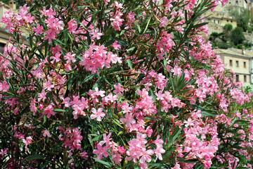 Obraz premium Beautiful pink flowers in a group