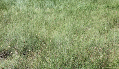 Boil bottom in bright green