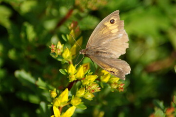 butterfly big ox-eye on a flower