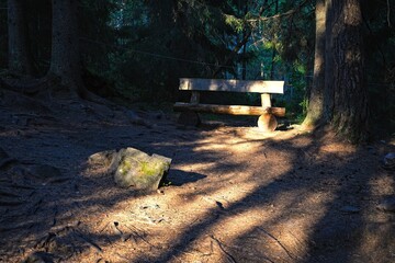 Wood bench in summer forest