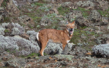 Closeup side on portrait of wild and endangered Ethiopian Wolf (Canis simensis) jaw open howling, Bale Mountains National Park, Ethiopia