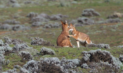 Closeup portrait of two wild and endangered Ethiopian Wolf (Canis simensis) play fighting together, Bale Mountains National Park, Ethiopia