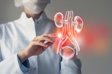 Unrecognizable doctor caring highlighted blue handrawn Bladder and Kidneys. Medical illustration, template, science mockup.