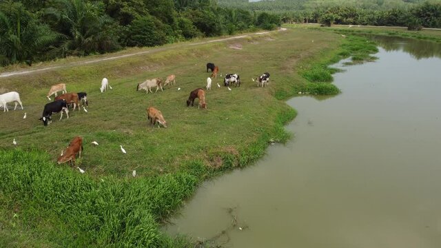 Cows and egret grass live at green field beside river