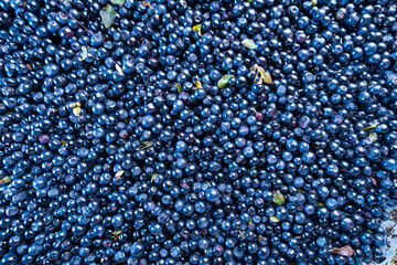 Wilde Blueberries medicinal fresh fruit