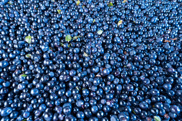 Wilde Blueberries medicinal fresh fruit