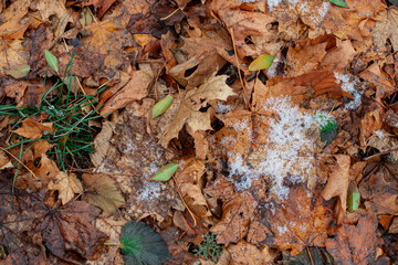 The fallen yellow leaves of the maple tree are covered with the first snow in the fall. Wet melting snow on the leaves.