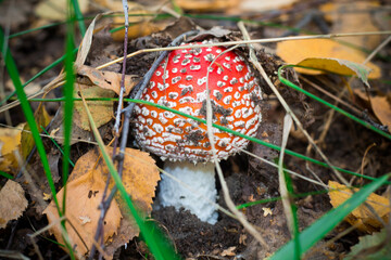 fly agaric mushrooms
