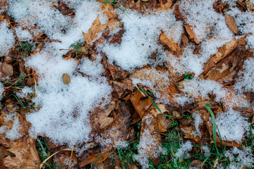 The fallen yellow leaves of the maple tree are covered with the first snow in the fall. Wet melting snow on the leaves.