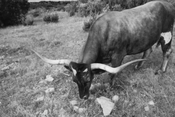 Texas longhorn cow grazing from high angle view in black and white during summer in rocky field.