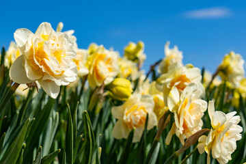 Details of beautiful white, double daffodils with a yellow crown against a clear blue sky at the bulb fields around Lisse