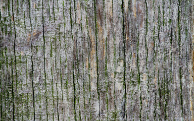 Old wood