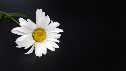 Obraz premium the image of a large beautiful daisy flower on a black background.a genus of perennial flowering plants of the Asteraceae family. a flower with white petals