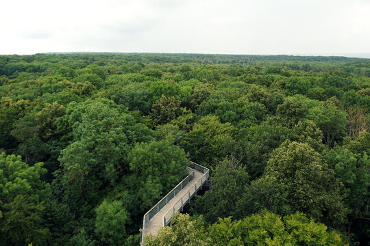 Walk through the treetops of a broadleaf forest in Th&uuml;ringen (Th&uuml;ringer Wald), Germany