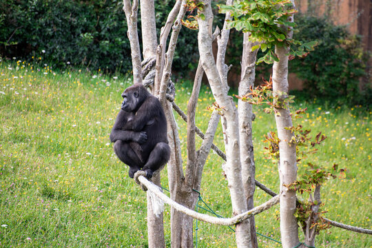 Gorilas, Cab&aacute;rceno, parque de la naturaleza