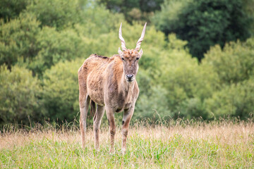 Impalas en cabárceno parque de la naturaleza